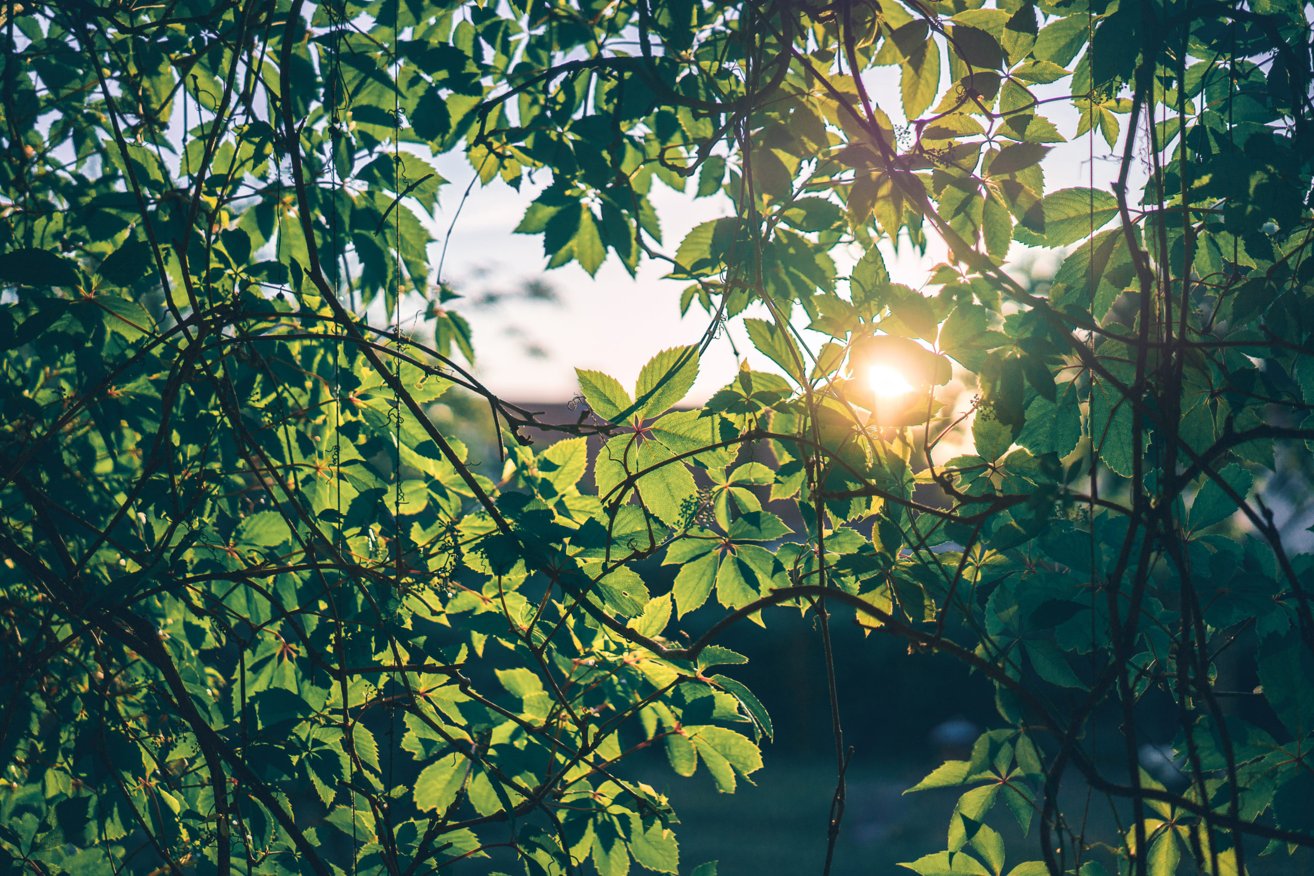 La nature apaisante